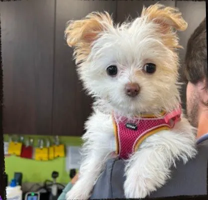 Rock Island Animal Hospital 12