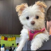 Rock Island Animal Hospital ico