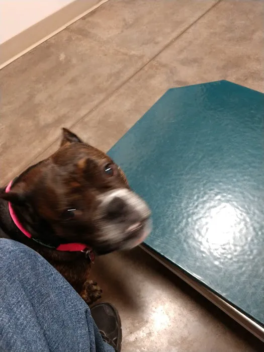Rock Island Animal Hospital 12