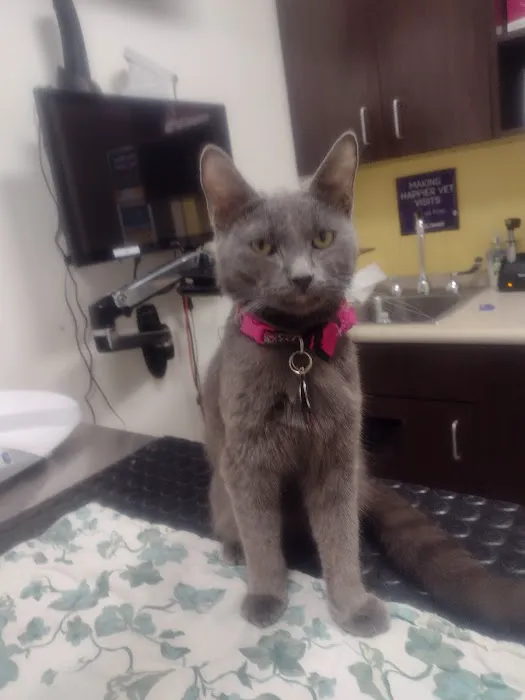 Rock Island Animal Hospital 12