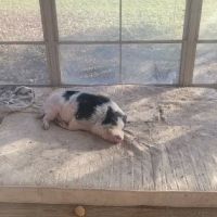 Iliff Veterinary & Consulting LLC ico