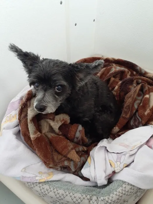 Lundeen Animal Hospital 5