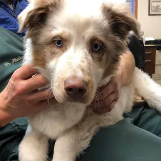 Rolling Hills Veterinary Services 12