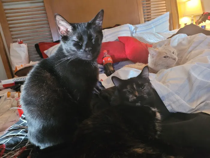 The Cat Guardian Spay & Neuter Clinic 1