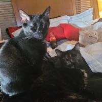The Cat Guardian Spay & Neuter Clinic ico