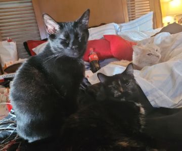 The Cat Guardian Spay & Neuter Clinic