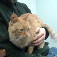 Faithful Friends Animal Hospital ico