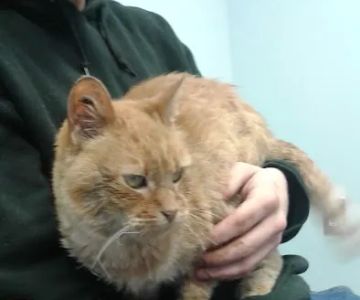 Faithful Friends Animal Hospital