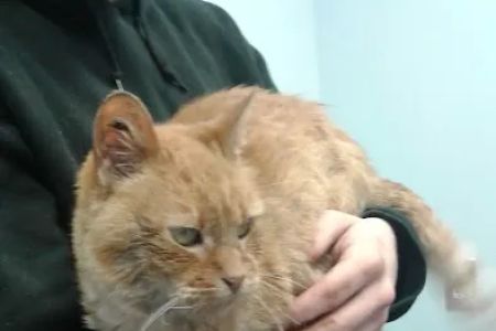 Faithful Friends Animal Hospital
