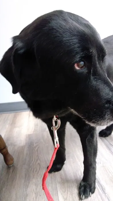 Faithful Friends Animal Hospital 12