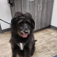 Walcott Veterinary Clinic ico