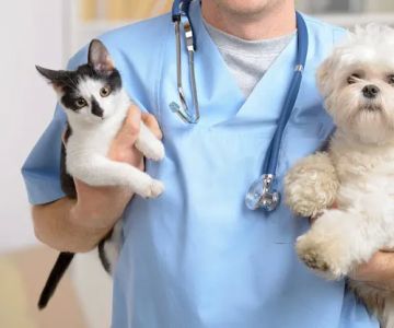 Sunset View Animal Hospital