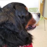 Tipton Veterinary Services ico