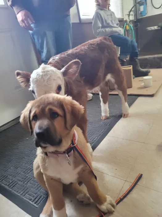 Tipton Veterinary Services 2