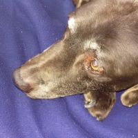 BLUE GRASS VETERINARY HOSPITAL ico