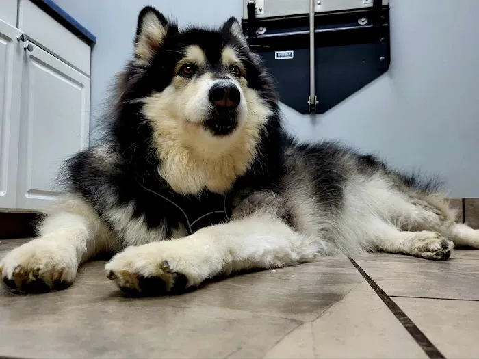 BLUE GRASS VETERINARY HOSPITAL 5
