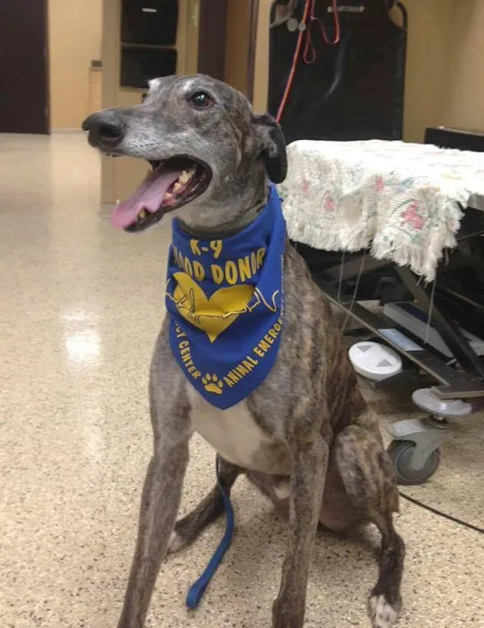 BLUE GRASS VETERINARY HOSPITAL 9