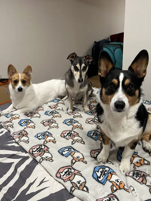 Animal Care Clinic PC 12