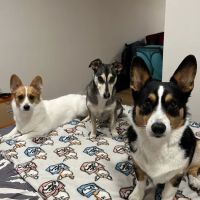 Animal Care Clinic PC ico