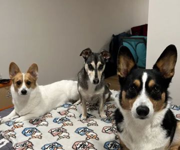 Animal Care Clinic PC