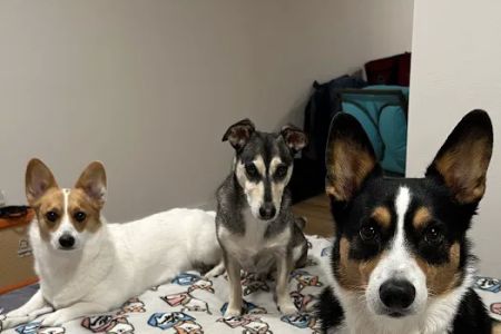 Animal Care Clinic PC