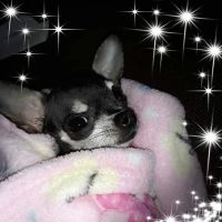 Copper Ridge Animal Hospital ico