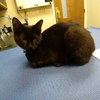 Old Dominion Animal Hospital Crozet ico