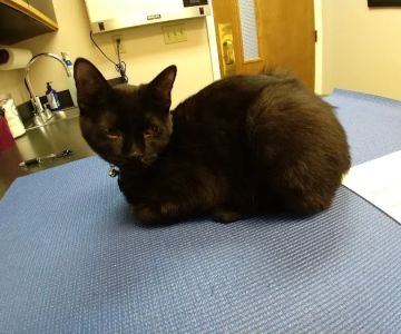 Old Dominion Animal Hospital Crozet