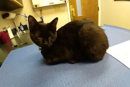 Old Dominion Animal Hospital Crozet