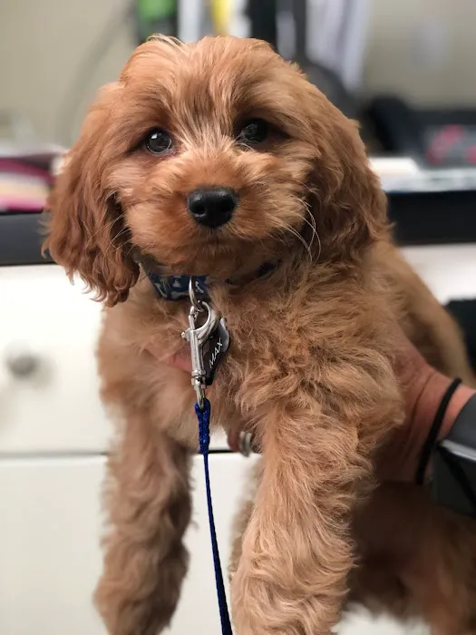 Animal Wellness Center 6
