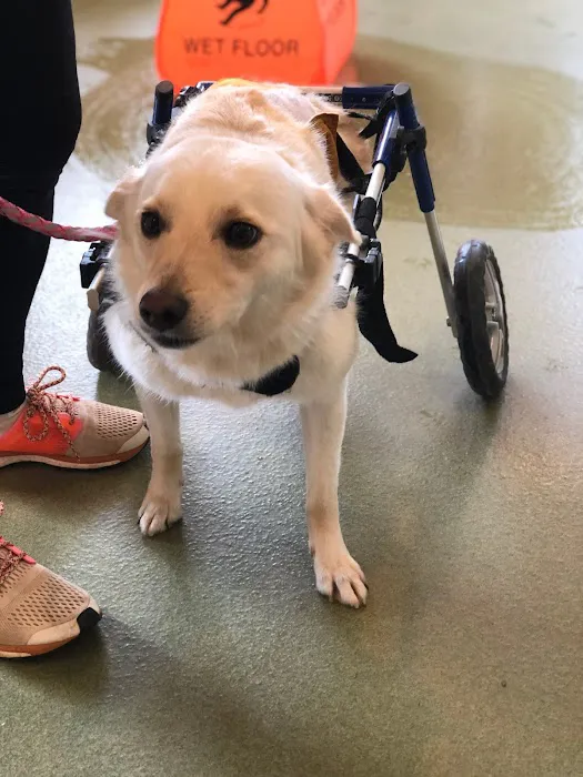 Animal Wellness Center 4