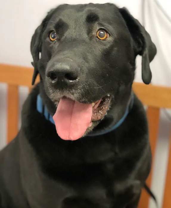 Animal Wellness Center 3