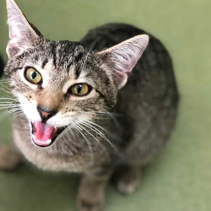 Animal Wellness Center 5