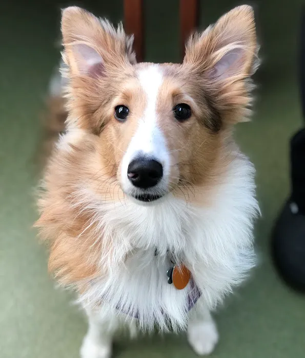 Animal Wellness Center 1