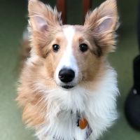Animal Wellness Center ico
