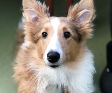 Animal Wellness Center
