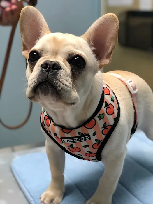 Animal Wellness Center 10