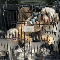 Disputanta Animal Hospital ico