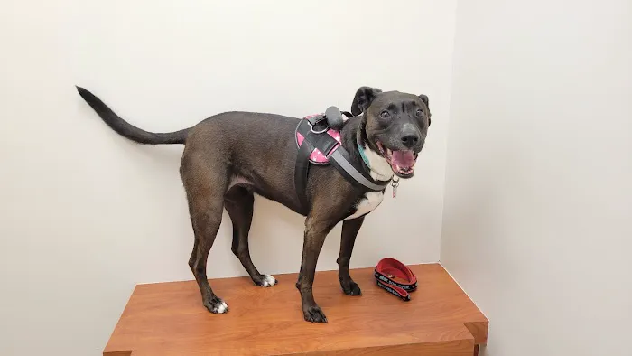 Bon Air Animal Hospital 3