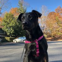 Bon Air Animal Hospital ico