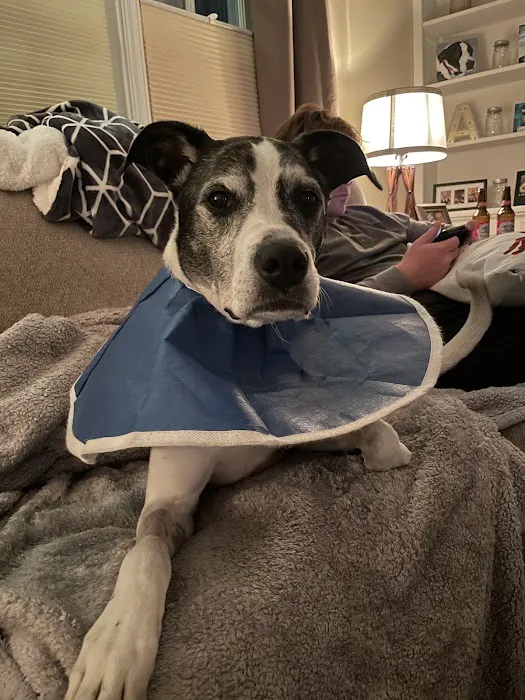 Bon Air Animal Hospital 6