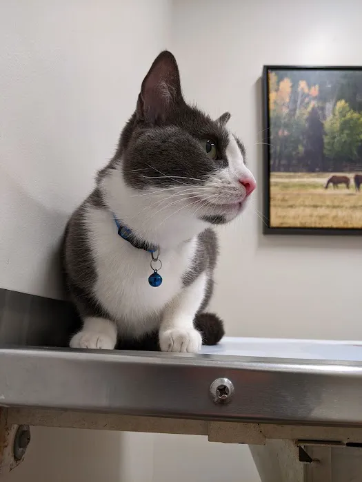 Bon Air Animal Hospital 5