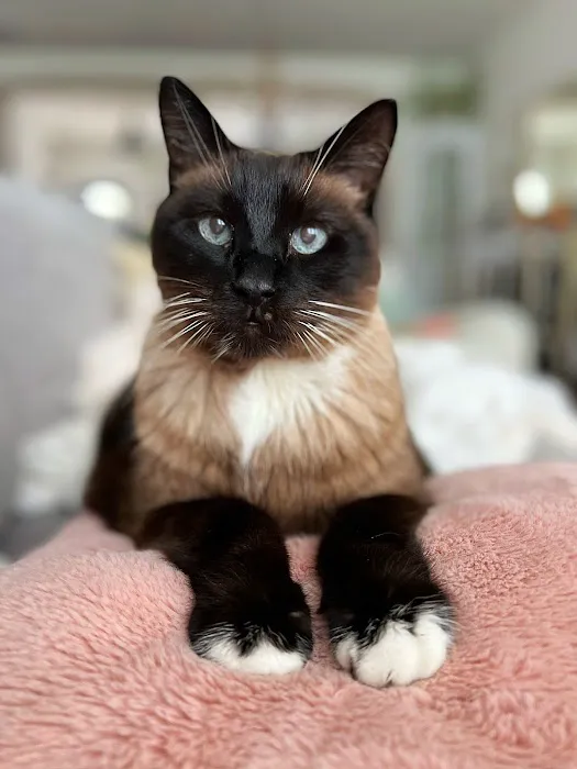 Capital Home Veterinary Care 6
