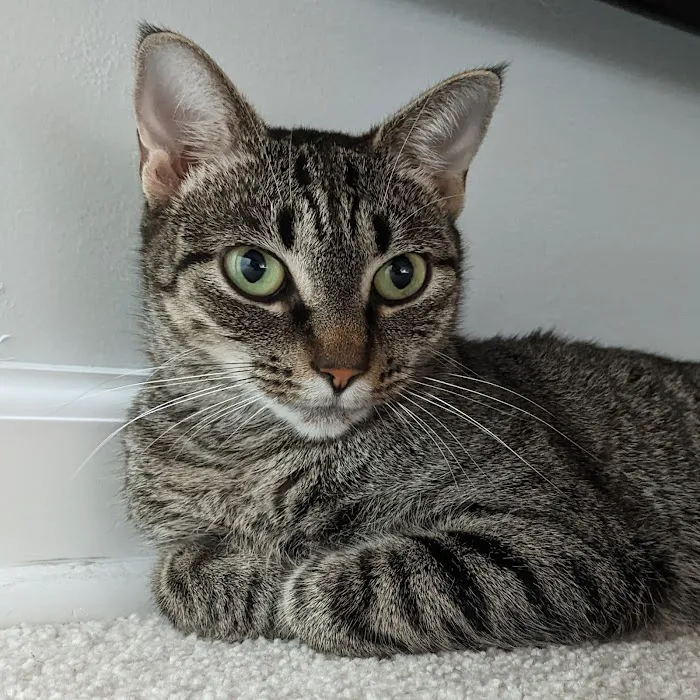 Capital Home Veterinary Care 3
