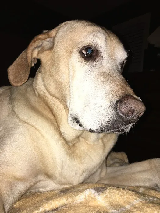Capital Home Veterinary Care 1