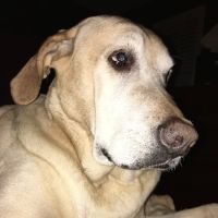 Capital Home Veterinary Care ico