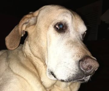 Capital Home Veterinary Care