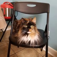 Stonehenge Veterinary Hospital ico