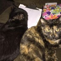 Animal Medical Center ico