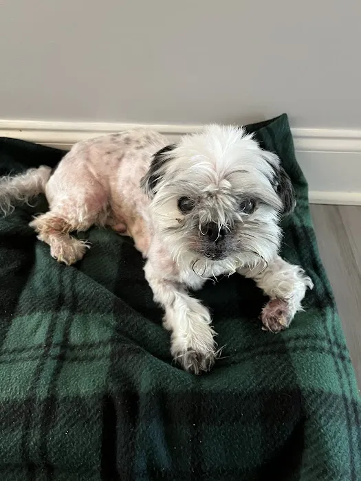 Swift Creek Animal Hospital & Pet Resort 12